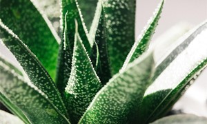 Los mejores productos para pieles secas